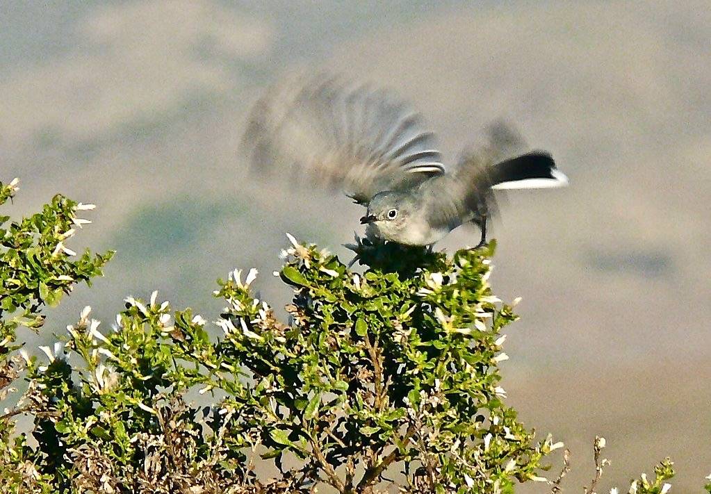 Blue-Gray Gnatcatcher by goingslo is licensed under CC BY-NC-ND 2.0